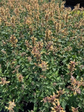 AGASTACHE Kudos Gold